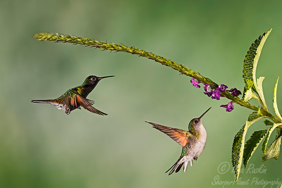082 Black-bellied Hummingbird male and famale (Eupherusa nigriventris) - Costa Rica