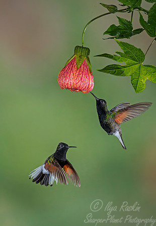 083 Black-bellied Hummingbirds males (Eupherusa nigriventris) - Costa Rica