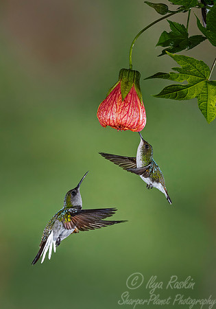 085 Black-bellied Hummingbird (Eupherusa nigriventris) and Coppery-headed Emerald (Elvira cupreiceps) females - Costa Rica