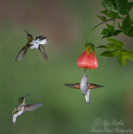 087 Black-bellied Hummingbird and Coppery-headed Emerald (Elvira cupreiceps) - Costa Rica