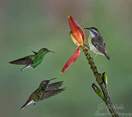 089 Coppery-headed Emerald male _ Black-bellied Hummingbird male and  Bananaquit - Costa Rica