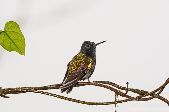 091 Black-bellied Hummingbird male (Eupherusa nigriventris) - Costa Rica