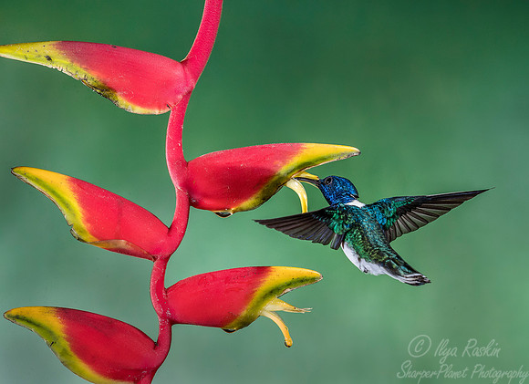 100  White-necked Jacobin male (Florisuga mellivora) - Costa Rica