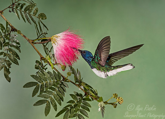 101 White-necked Jacobin male (Florisuga mellivora) - Costa Rica