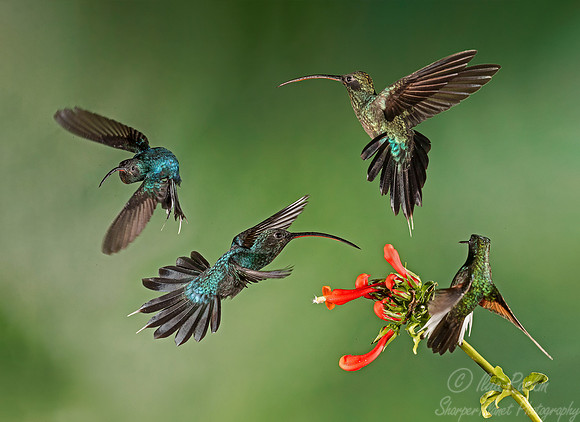 103 Green Hermits males (Phaethornis guy) and Black-bellied Hummingbird male (Eupherusa nigriventris) - Costa Rica