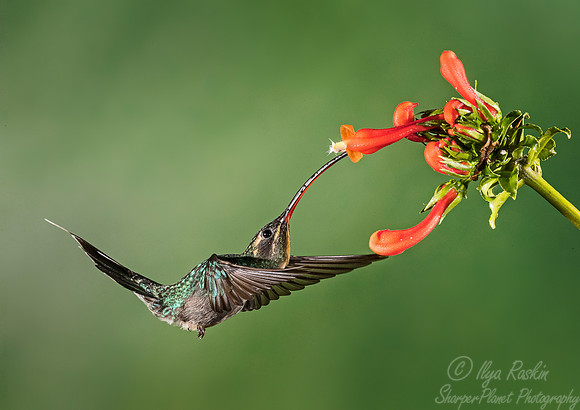 104 Green Hermits female (Phaethornis guy) - Costa Rica