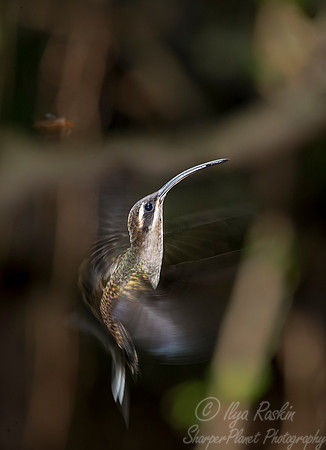 105 Long-billed Hermit (Phaethornis longirostris) - Costa Rica