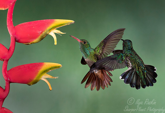 106 White-necked Jacobin female (Florisuga mellivora) and Rufous-tailed Hummingbird (Amazilia tzacatl) - Costa Rica