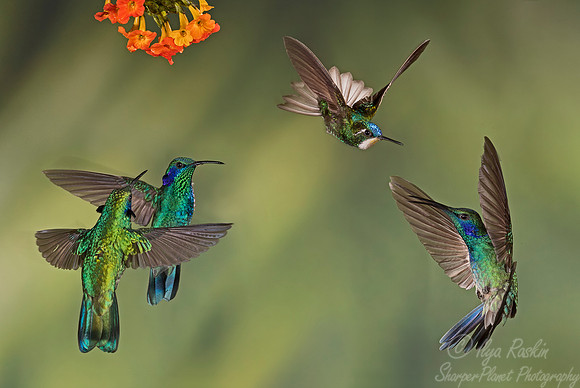 107 Lesser Violetears (Colibri cyanotus) and White-throated Mountain-gem (Lampornis castaneoventris) - Costa Rica