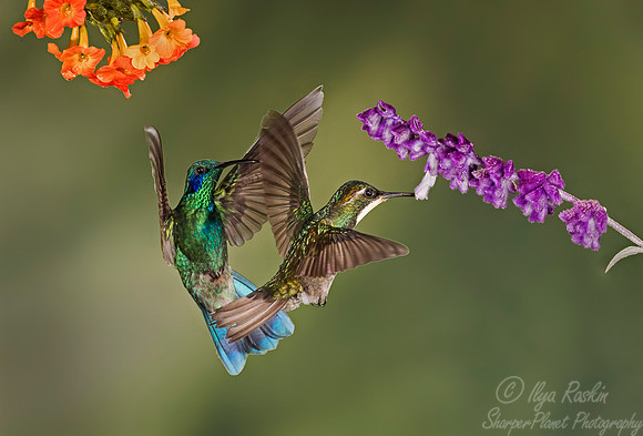 108 Lesser Violetears (Colibri cyanotus) and Talamanca Hummingbird female (Eugenes spectabilis) - Costa Rica