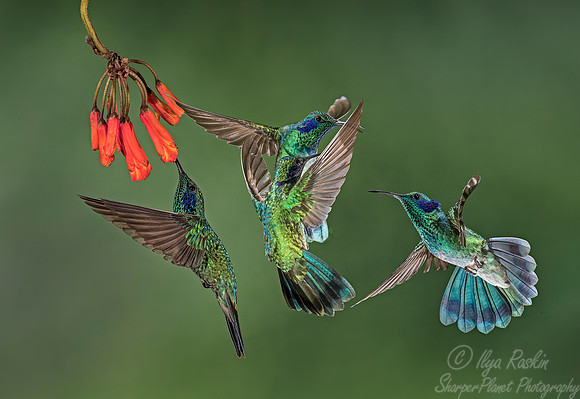 109 Lesser Violetears (Colibri cyanotus) - Costa Rica