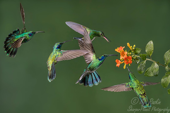 110 Lesser Violetears (Colibri cyanotus) - Costa Rica
