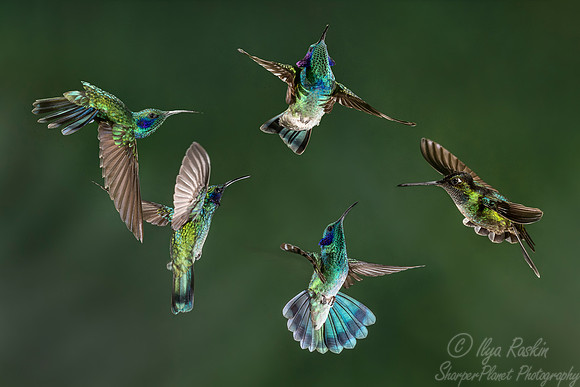 111 Lesser Violetears (Colibri cyanotus) and Talamanca Hummingbird male (Eugenes spectabilis) - Costa Rica