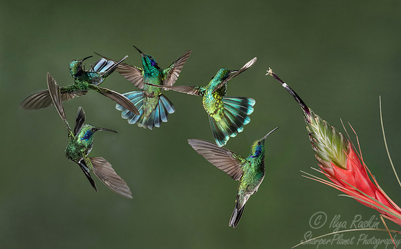 112 Lesser violetears (Colibri cyanotus) - Costa Rica