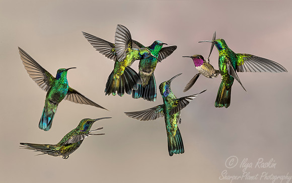 113 Lesser Violetears (Colibri cyanotus) and Magenta-throated Woodstar (Calliphlox bryantae) - Costa Rica