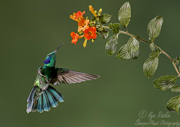 115 Lesser Violetear (Colibri cyanotus) - Costa Rica