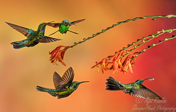 117 Lesser Violetears (Colibri cyanotus) and Steely-vented Hummingbird (Amazilia saucerottei) - Costa Rica