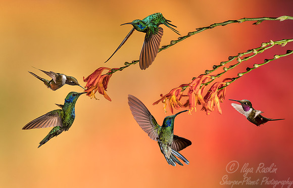 118 Lesser Violetears (Colibri cyanotus) and Magenta-throated Woodstar males (Calliphlox bryantae) - Costa Rica