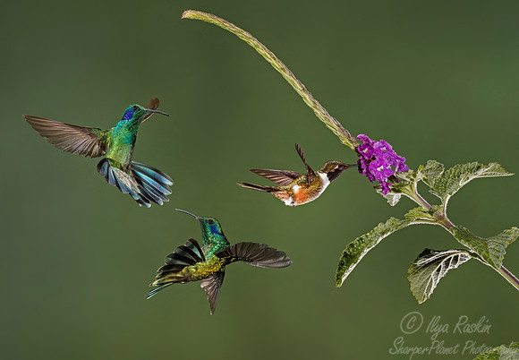 119 Lesser Violetears (Colibri cyanotus) and Magenta-throated Woodstar male (Calliphlox bryantae) - Costa Rica