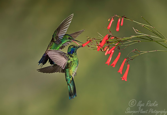 121 Lesser Violetear (Colibri cyanotus) and Steely-vented Hummingbird (Amazilia saucerottei) - Costa Rica