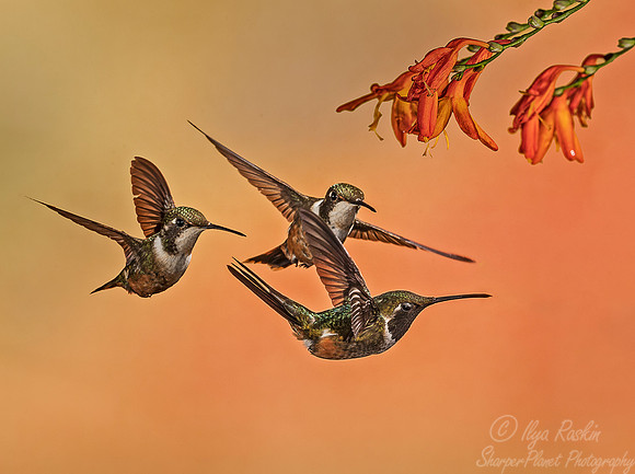 125 Magenta-throated Woodstar male and females (Calliphlox bryantae) - Costa Rica