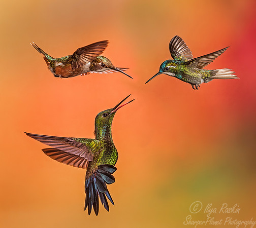 126 Magenta-throated Woodstar_White-throated Mountain-gem and Steely-vented Hummingbird - Costa Rica