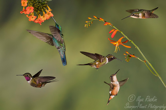 127 Lesser Violetear and Magenta-throated Woodstar males and females - Costa Rica