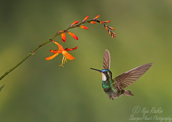 129 White-throated Mountain-gem (Lampornis castaneoventris) - Costa Rica