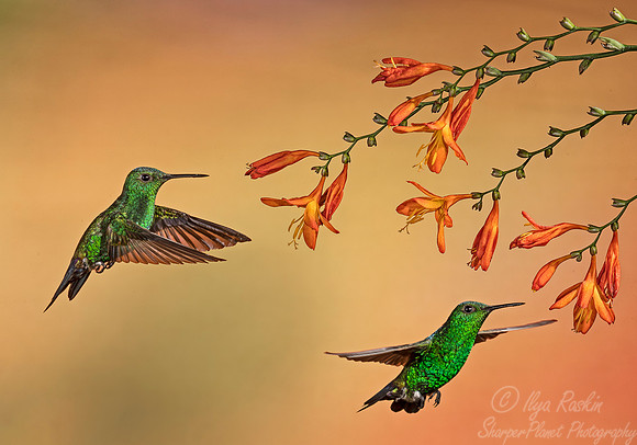 130 Steely-vented Hummingbirds (Amazilia saucerottei) - Costa Rica