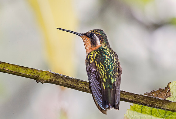 132 Purple-throated Mountain-gem female (Lampornis calolaemus) - Costa Rica