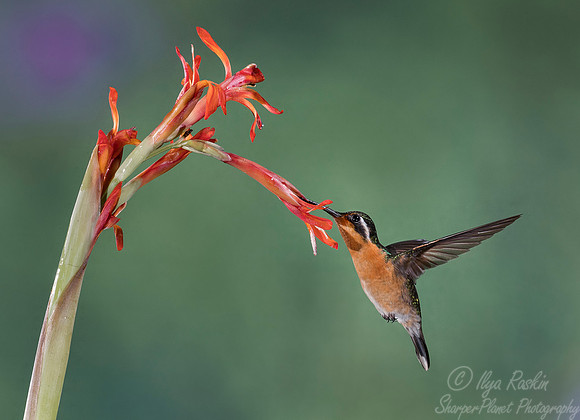 133 Purple-throated Mountain-gem female (Lampornis calolaemus) - Costa Rica