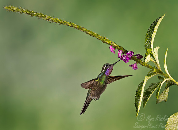 134 Purple-throated Mountain-gem male (Lampornis calolaemus) - Costa Rica