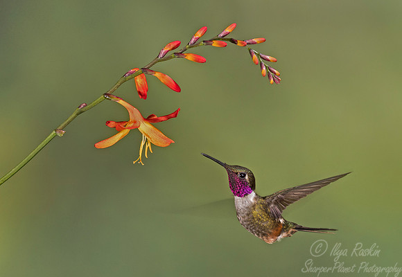 137 Magenta-throated Woodstar male (Calliphlox bryantae) - Costa Rica