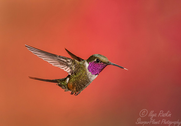 138 Magenta-throated Woodstar male (Calliphlox bryantae) - Costa Rica