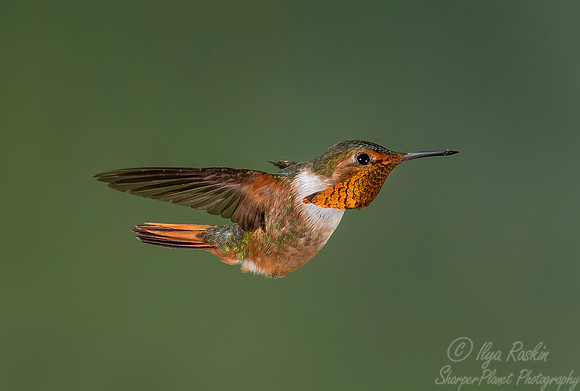 139 Scintillant hummingbird (Selasphorus scintilla) - Costa Rica