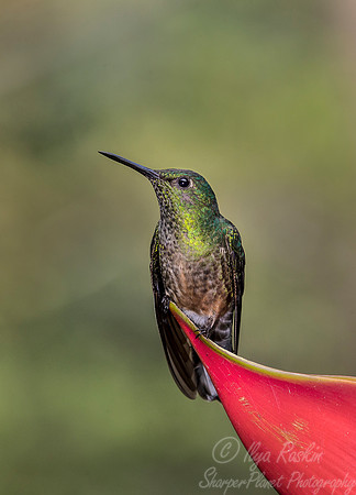 140 Scaly-breasted Hummingbird (Phaeochroa cuvierii) - Costa Rica
