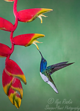 095 White-necked Jacobin male (Florisuga mellivora) - Costa Rica