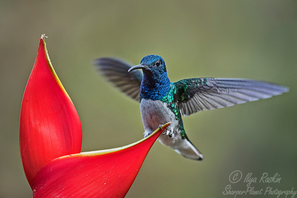 096 White-necked Jacobin male (Florisuga mellivora) - Costa Rica