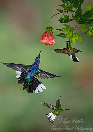 098  White-necked Jacobin_ Coppery-headed Emerald and Black-bellied Hummingbird - Costa Rica