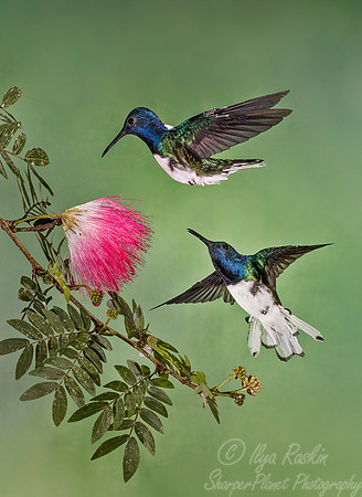 099 White-necked Jacobins male (Florisuga mellivora) - Costa Rica