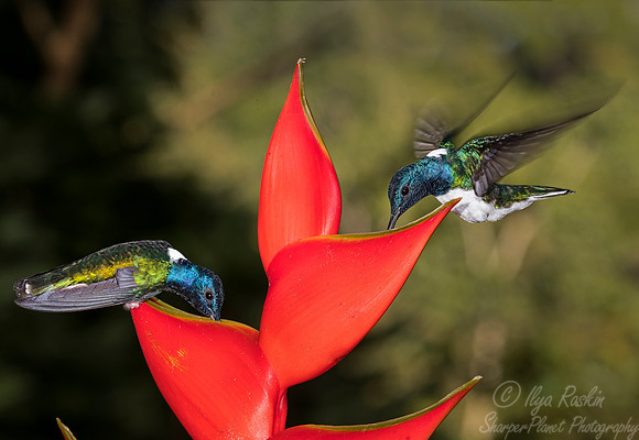 097 White-necked Jacobins male (Florisuga mellivora) - Costa Rica
