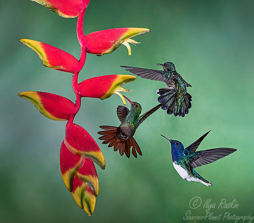 102 White-necked Jacobins male and female (Florisuga mellivora) and Rufous-tailed Hummingbird (Amazilia tzacatl) - Costa Rica