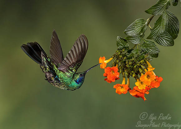 114 Lesser Violetear (Colibri cyanotus) - Costa Rica