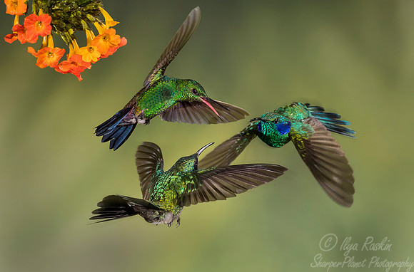 116 Lesser Violetears (Colibri cyanotus) and Steely-vented Hummingbird (Amazilia saucerottei) - Costa Rica