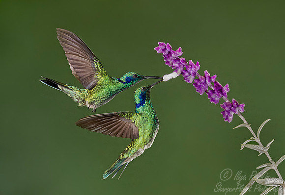 120 Lesser Violetears (Colibri cyanotus) - Costa Rica