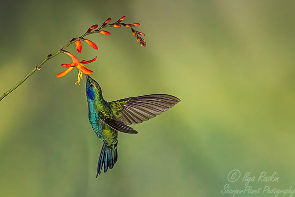 122 Lesser Violetear (Colibri cyanotus) - Costa Rica