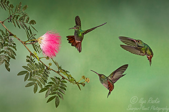123 Rufous-tailed Hummingbirds (Amazilia tzacatl) - Costa Rica