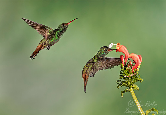 124 Rufous-tailed Hummingbirds (Amazilia tzacatl) - Costa Rica