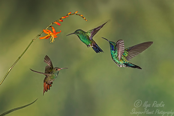 128 Steely-vented (Amazilia saucerottei) and Rufous-tailed (Amazilia tzacatl) Hummingbirds - Costa Rica