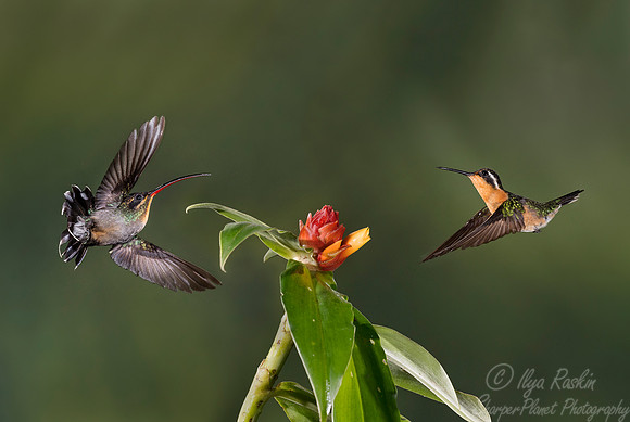 131 Green Hermit (Phaethornis guy) female and Purple-throated Mountain-gem female(Lampornis calolaemus) - Costa Rica